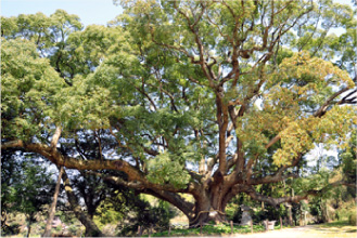 天然記念物に指定されている高さ21ｍもある巨大な楠の木